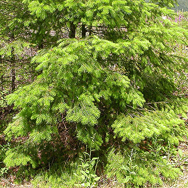Douglas-fir foliage, Spada Reservoir, Snohomish County, Washington