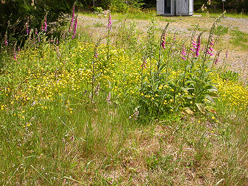 grass and flowers, Spada Reservoir, Snohomish County, Washington