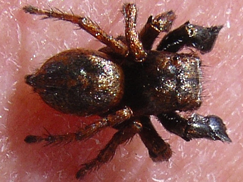 Habronattus oregonensis jumping spider, Spada Reservoir, Snohomish County, Washington