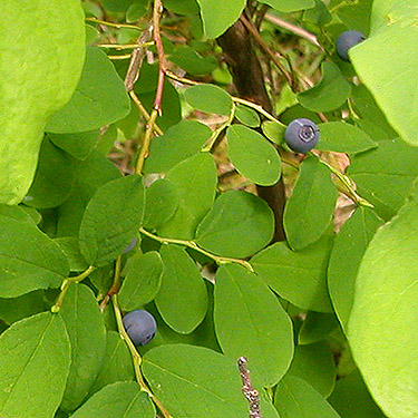 huckleberries, Spada Reservoir, Snohomish County, Washington