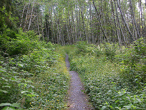 trail on south side of Spada Reservoir, Snohomish County, Washington