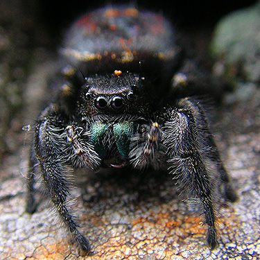 face of jumping spider Phidippus johnsonii, Spada Reservoir, Snohomish County, Washington