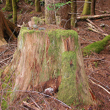 rotten stump in forest, Spada Reservoir, Snohomish County, Washington