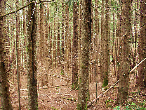 toothpick forest of western hemlock, Spada Reservoir, Snohomish County, Washington