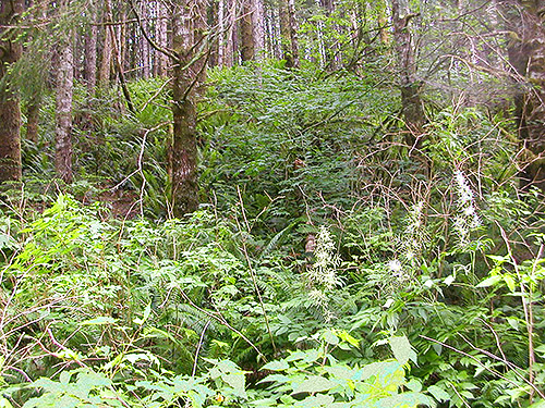 dense understory foliage, Spada Reservoir, Snohomish County, Washington