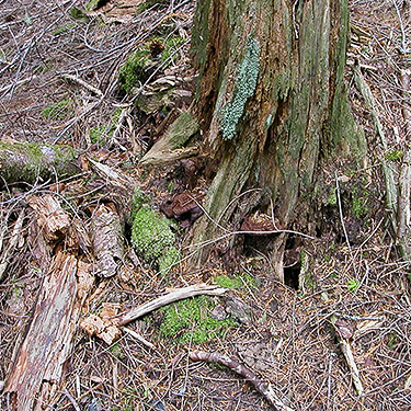 dead wood habitat in forest, Spada Reservoir, Snohomish County, Washington