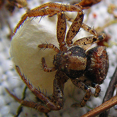 Xysticus pretiosus crab spider with egg sac from stump, Spada Reservoir, Snohomish County, Washington