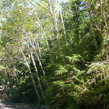 alder forest E of South Prairie Creek, Pierce County, Washington