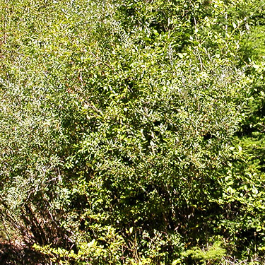 alder foliage, clearing E of South Prairie Creek, Pierce County, Washington