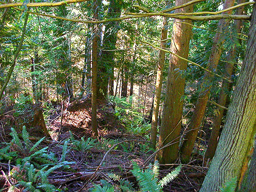 seral conifer forest E of South Prairie Creek, Pierce County, Washington