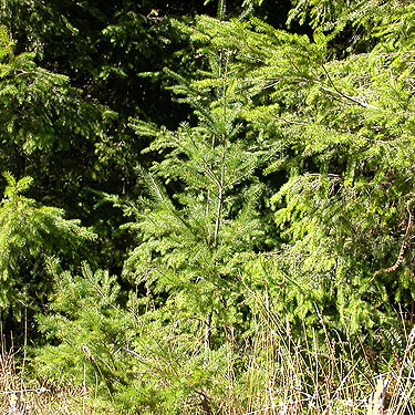 young Pseudotsuga foliage, clearing E of South Prairie Creek, Pierce County, Washington