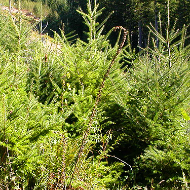 Young Douglas-fir foliage, clearing E of South Prairie Creek, Pierce County, Washington