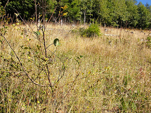 grassy field habitat, clearing E of South Prairie Creek, Pierce County, Washington