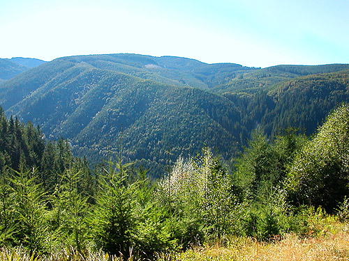 looking W across canyon from clearing E of South Prairie Creek, Pierce County, Washington