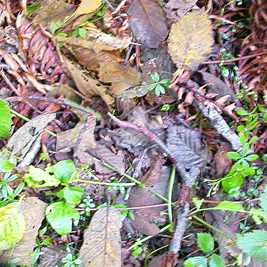 alder-fern litter near creek,  E of South Prairie Creek, Pierce County, Washington