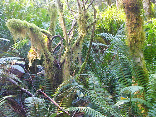 moss in riparian forest near car,  E of South Prairie Creek, Pierce County, Washington