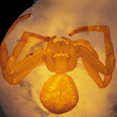 very unusual Misumenops/Mecaphesa crab spider from big clearing  E of South Prairie Creek, Pierce County, Washington