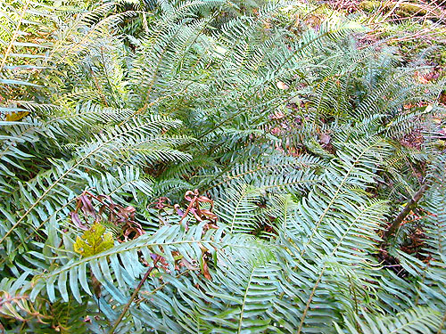 sea of tall sword fern Polystichum munitum, E of South Prairie Creek, Pierce County, Washington