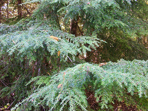 western hemlock foliage in shade near clearing E of South Prairie Creek, Pierce County, Washington