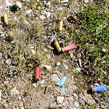 multicolored shotgun shells at edge of clearing E of South Prairie Creek, Pierce County, Washington