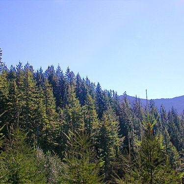 tall timber across clearing E of South Prairie Creek, Pierce County, Washington