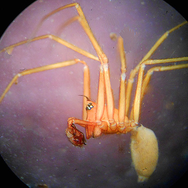 male spider Wubana atypica from ferns, South Fork Sol Duc River site, Clallam County, Washington