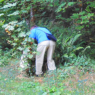 Kathy Whaley beating ferns, South Fork Sol Duc River site, Clallam County, Washington