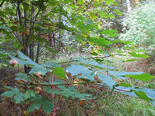 big leaves of bigleaf maple, South Fork Sol Duc River site, Clallam County, Washington