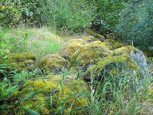 mossy boulders, South Fork Sol Duc River site, Clallam County, Washington
