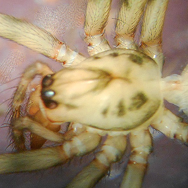 carapace of spider Calymmaria emertoni, South Fork Sol Duc River site, Clallam County, Washington