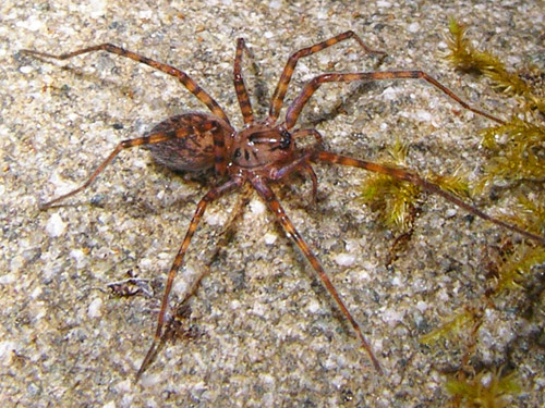 female spider Calymmaria emertoni under stream cobble, South Fork Sol Duc River site, Clallam County, Washington