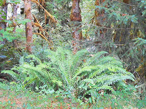 sword fern and bigleaf maple, South Fork Sol Duc River site, Clallam County, Washington