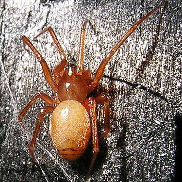 female spider Helophora reducta under charred wood in fire ring, South Fork Sol Duc River site, Clallam County, Washington