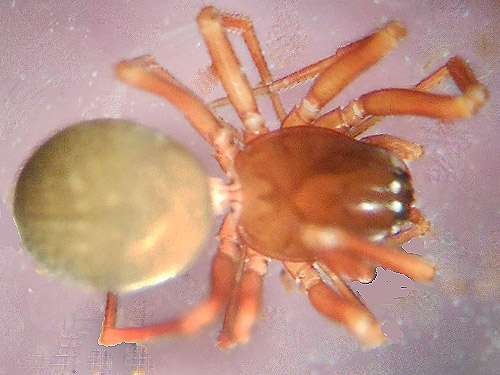 female spider Ceratinops inflatus from alder litter, South Fork Sol Duc River site, Clallam County, Washington