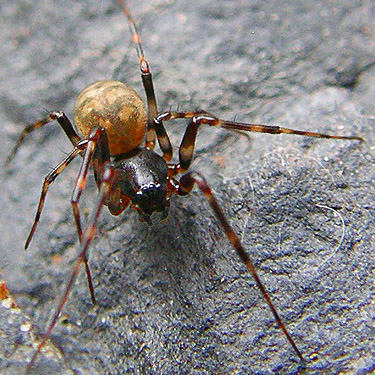 femalle spider Bathyphantes malkini under cobble, South Fork Sol Duc River site, Clallam County, Washington