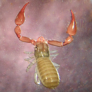 neobisiid pseudoscorpion from leaf litter, South Fork Sol Duc River site, Clallam County, Washington