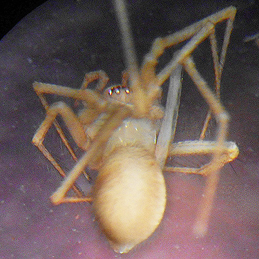 female spider Nesticus silvestrii from maple leaf litter, South Fork Sol Duc River site, Clallam County, Washington