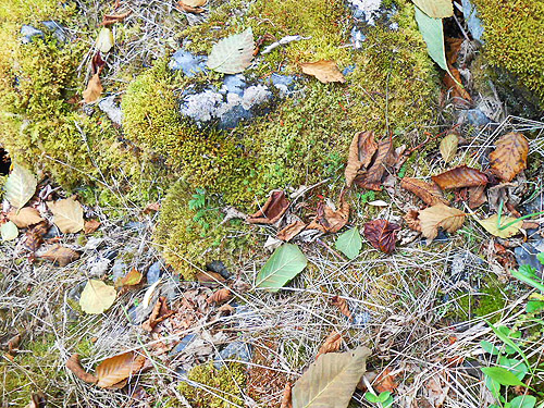 pockets of alder litter, South Fork Sol Duc River site, Clallam County, Washington