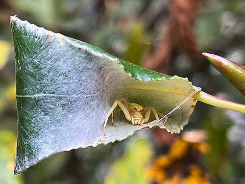 egg retreat of spider Misumena vatia, South Fork Sol Duc River site, Clallam County, Washington