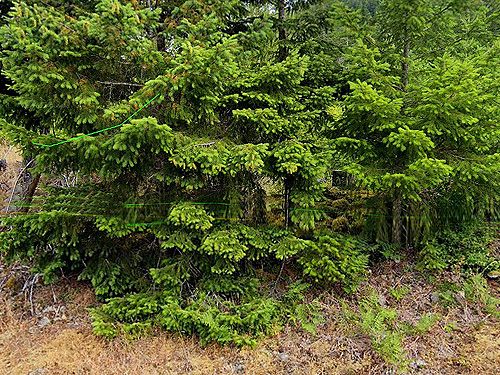 roadside conifer foliage along road 2918 near South Fork Sol Duc River site, Clallam County, Washington