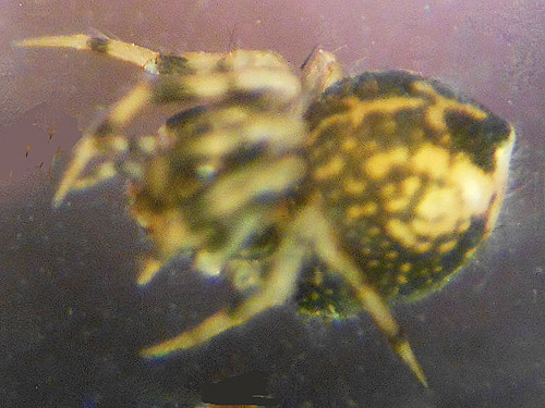 female mysmenid spider Trogloneta from ferns, South Fork Sol Duc River site, Clallam County, Washington