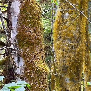 alder trunk moss, South Fork Sol Duc River site, Clallam County, Washington