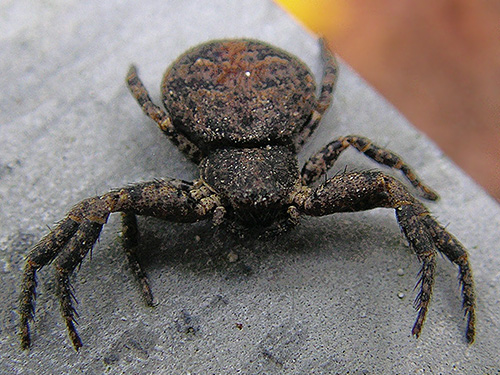 crab spider Bassaniana utahensis from bridge railing, O'Toole Creek, South side Skagit River, Washington