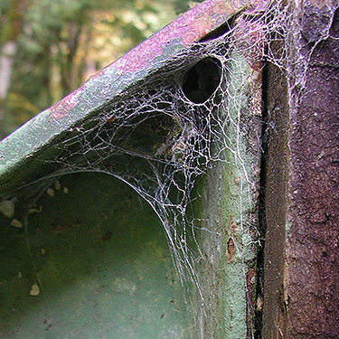 Callobius spider web on bridge, O'Toole Creek, South side Skagit River, Washington