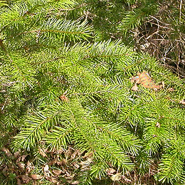 Douglas-fir foliage Pseudotsuga menziesii, large grassy field W of O'Toole Creek mouth, S shore Skagit River, Washington