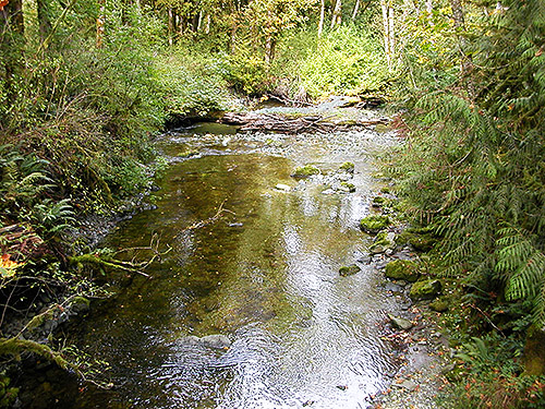 downstream from bridge, O'Toole Creek, South side Skagit River, Washington
