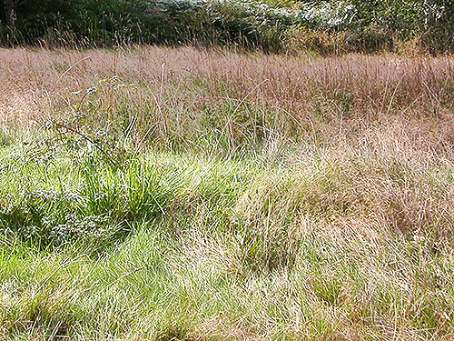 textures of grass, large grassy field W of O'Toole Creek mouth, S shore Skagit River, Washington
