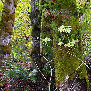 moss on tree trunks, South Bank Skagit River east of O'Toole Creek