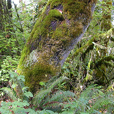 moss on trees, South Bank Skagit River east of O'Toole Creek