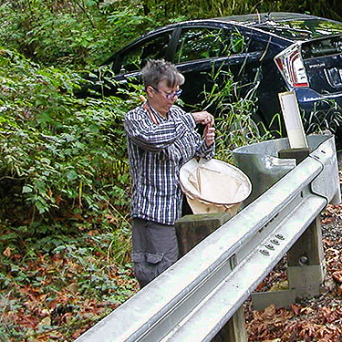 Laurel Ramseyer collecting from bridge railing, O'Toole Creek, South side Skagit River, Washington